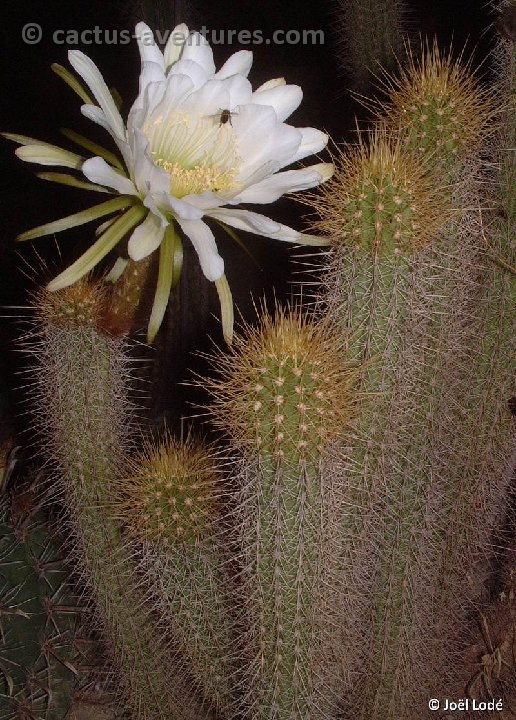 Trichocereus camarguensis ©JLcoll.4334-2